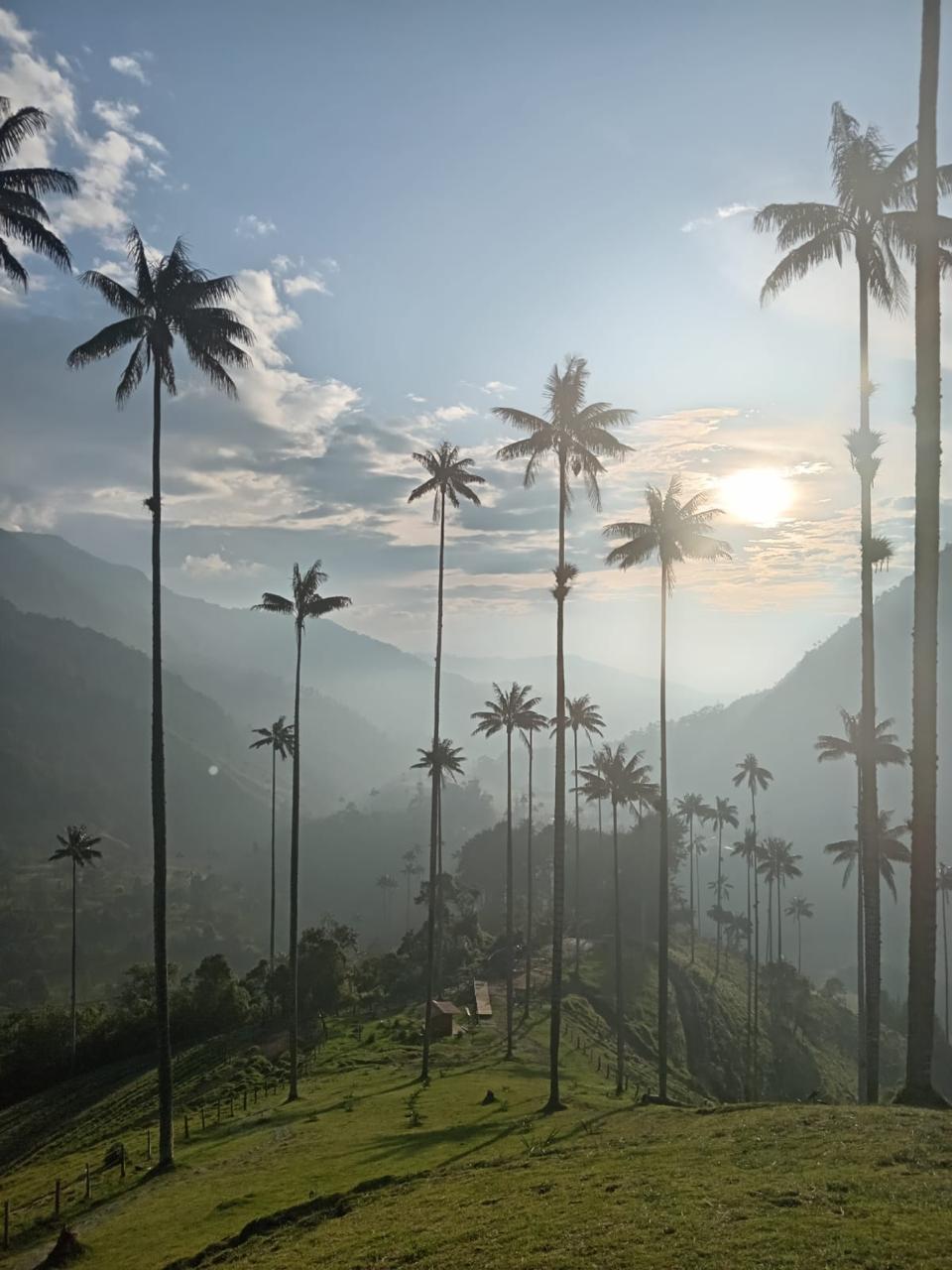 Atardecer en el Valle de Cocora