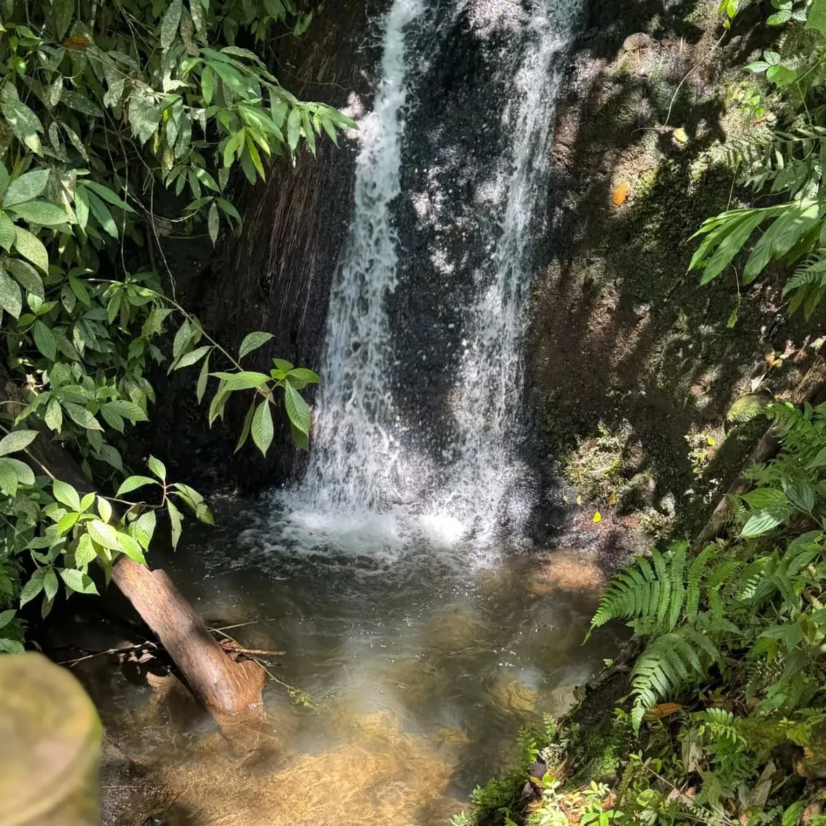 Café Tradicional de Finca Don Elías en Salento