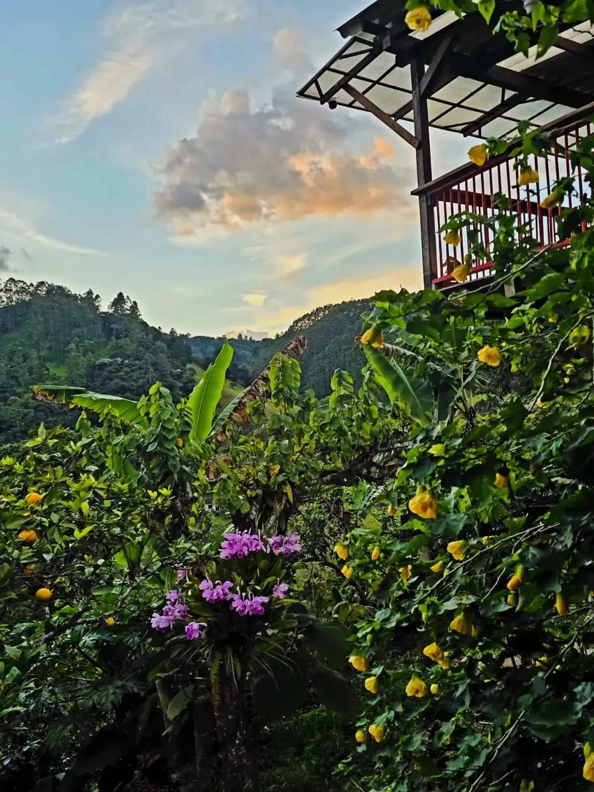 Café Honey de Finca Don Elías en Salento