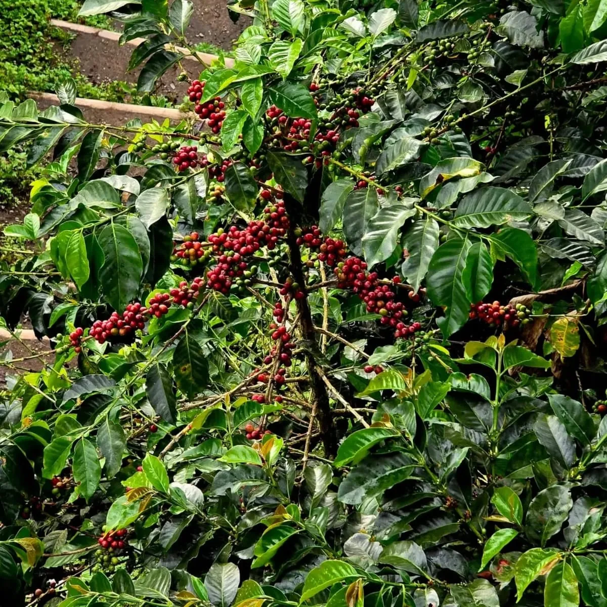 Taza Colombia de Finca Don Elías en Salento