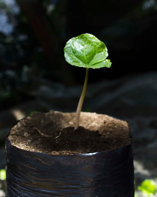 Finca Don Eduardo Coffee Tour - Detalle proceso