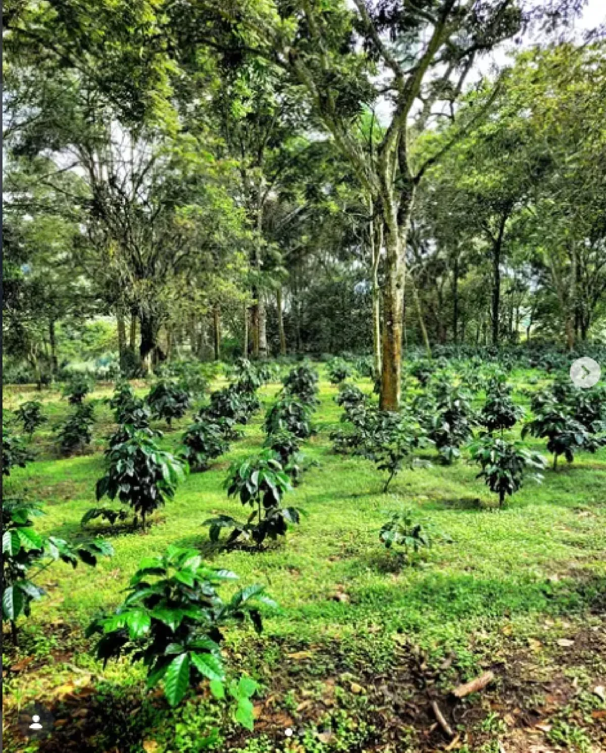 El Recuerdo Coffee Tour foto 4